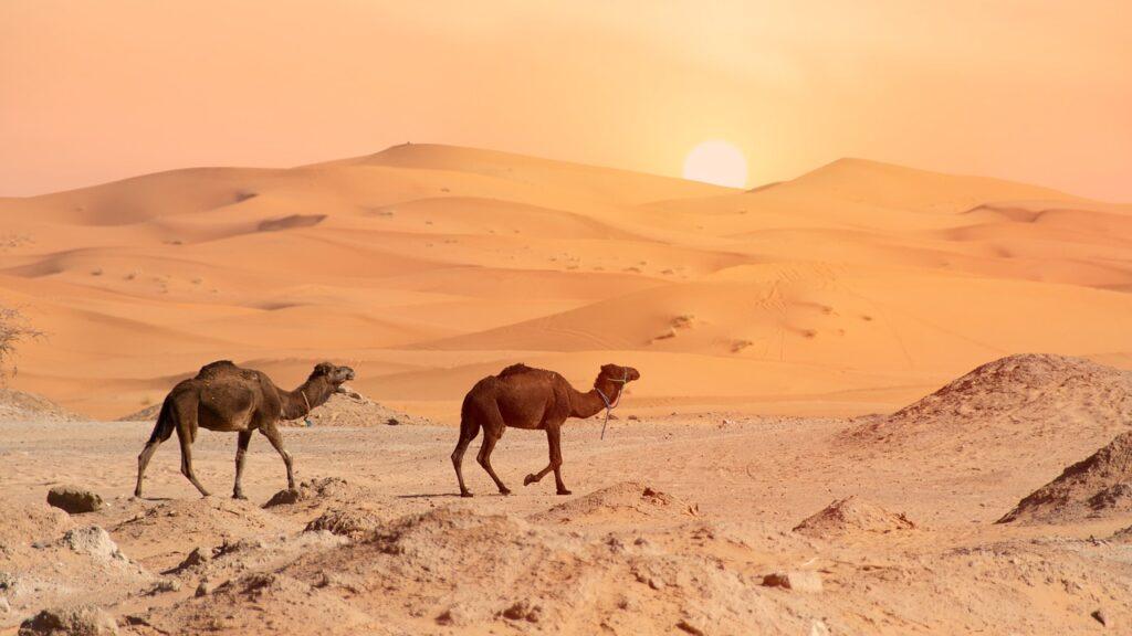 3 DAYS TOUR OUARZAZATE TO MERZOUGA DESERT